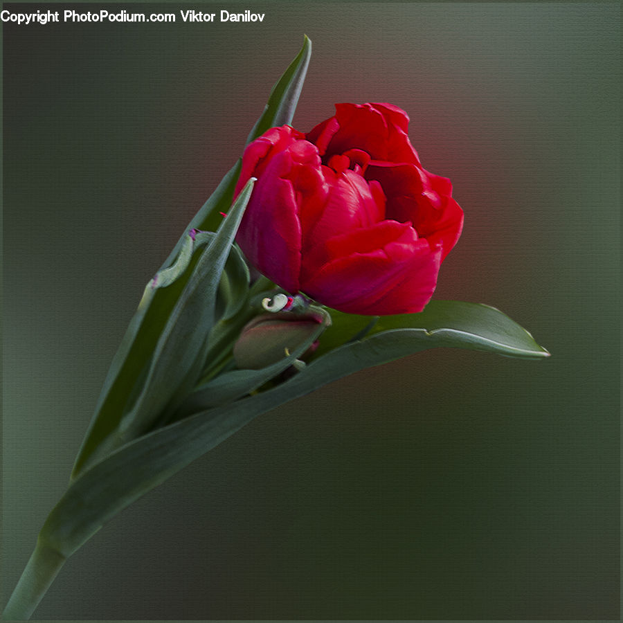 Blossom, Flora, Flower, Geranium, Plant, Carnation, Flower Arrangement