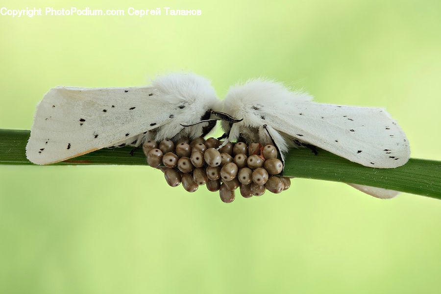 Bean, Produce, Vegetable, Blossom, Flora, Flower, Plant