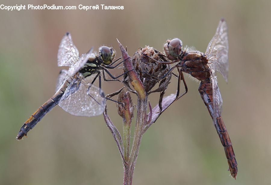 Asilidae, Insect, Anisoptera, Dragonfly, Invertebrate, Mosquito, Blossom