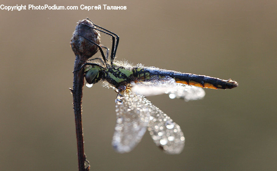 Anisoptera, Dragonfly, Insect, Invertebrate, Butterfly, Art, Modern Art