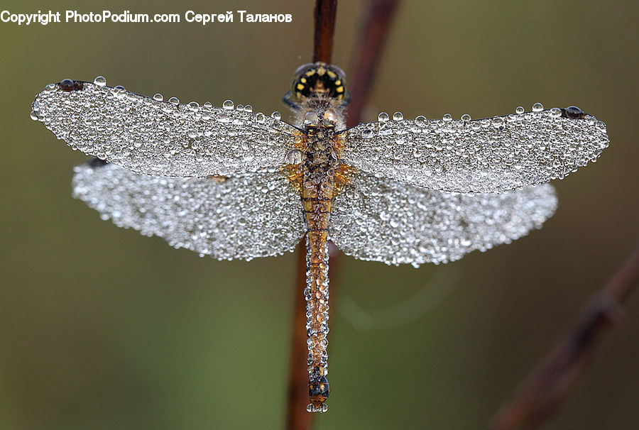 Anisoptera, Dragonfly, Insect, Invertebrate, Bee, Hornet, Wasp