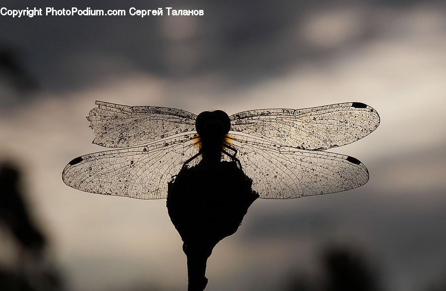 People, Person, Human, Silhouette, Anisoptera, Dragonfly, Insect