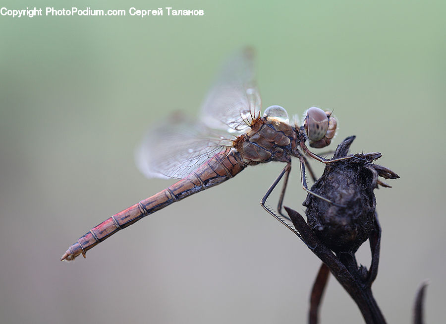 Anisoptera, Dragonfly, Insect, Invertebrate, Asilidae, Ant, Arachnid