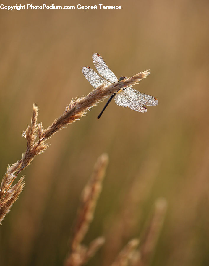 Anisoptera, Dragonfly, Field, Grass, Grassland, Plant, Bird