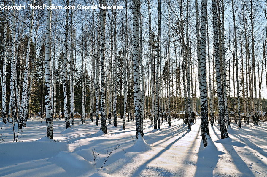 Birch, Tree, Wood, Forest, Vegetation, Fir, Grove