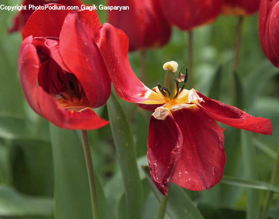 Flora, Flower, Gladiolus, Plant, Blossom, Tulip, Aquilegia