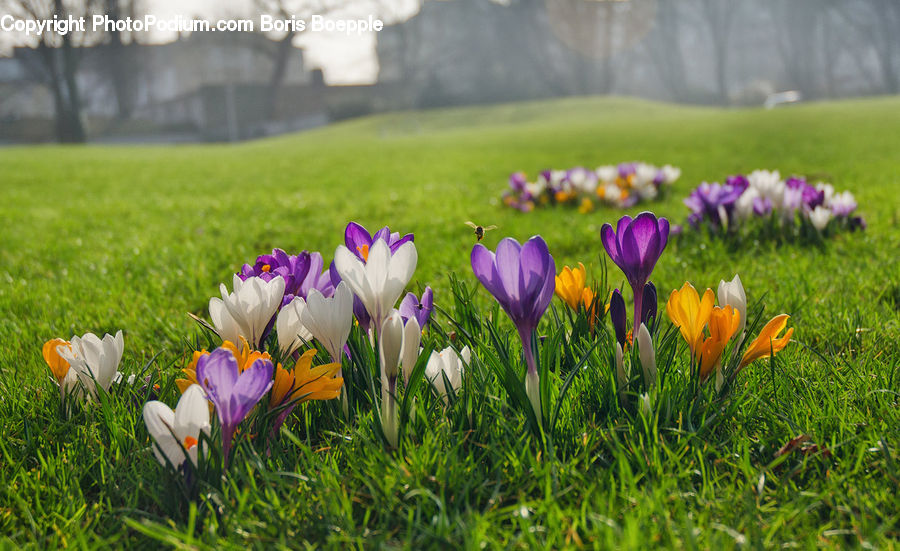 Blossom, Crocus, Flora, Flower, Plant, Field, Grass