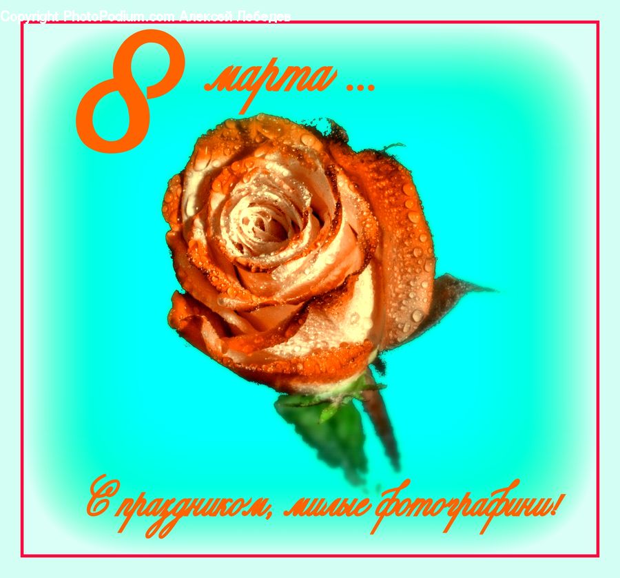 Brochure, Flyer, Poster, Chocolate, Dessert, Food, Flower