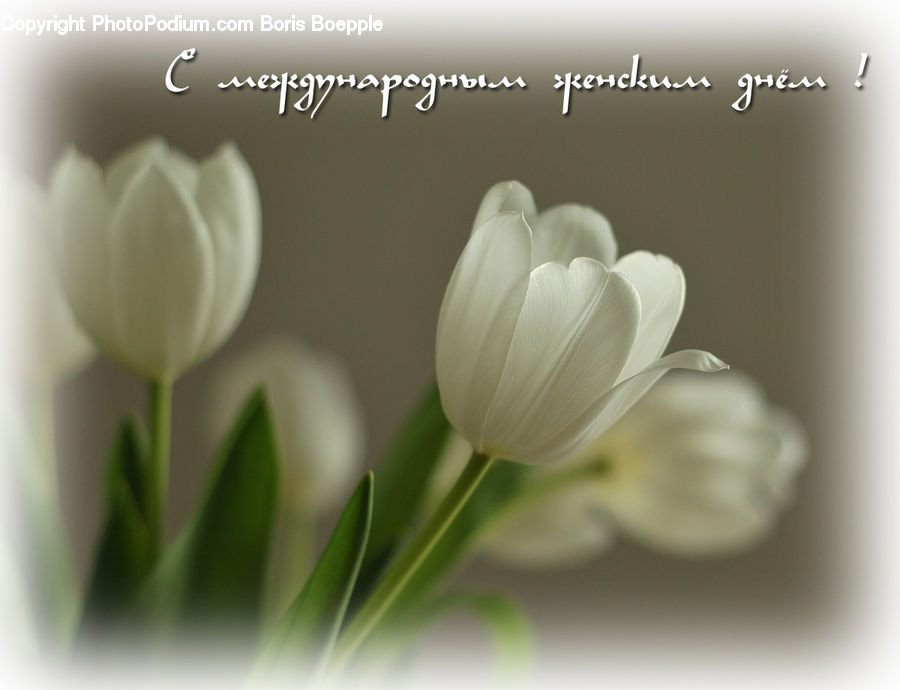 Blossom, Crocus, Flora, Flower, Plant, Tulip, Daisies