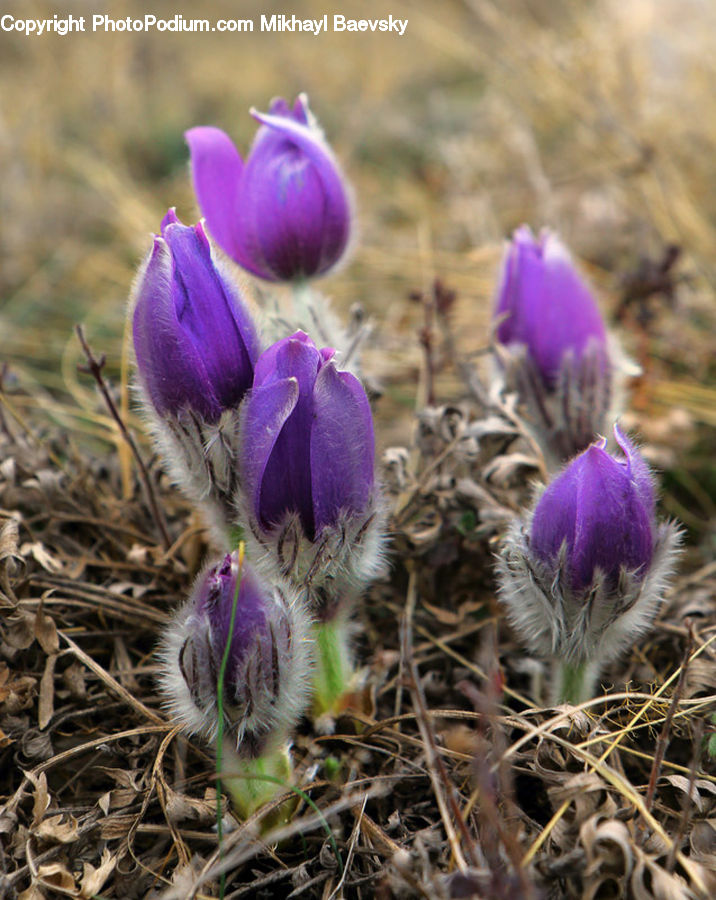 Blossom, Crocus, Flora, Flower, Plant, Lavender, Vegetation