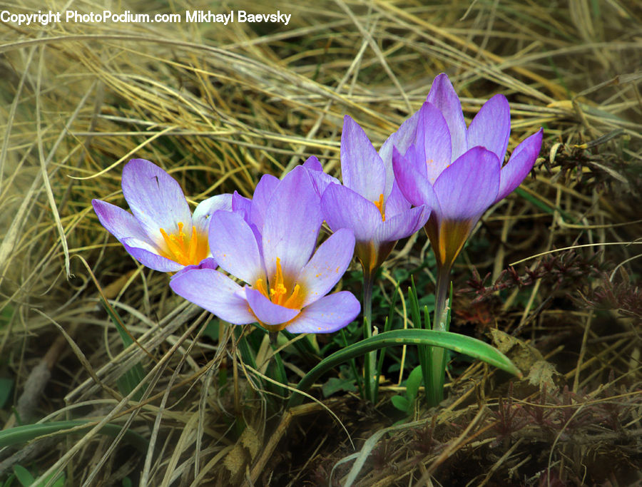 Blossom, Crocus, Flora, Flower, Plant