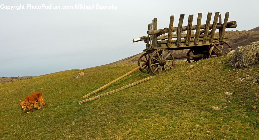 Car, Wagon, Cannon, Weaponry, Rust, Field, Grass