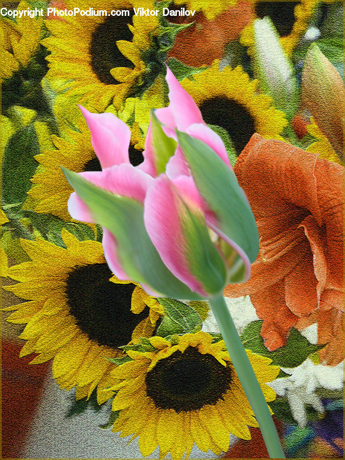 Blossom, Flora, Flower, Plant, Sunflower, Flower Arrangement, Flower Bouquet