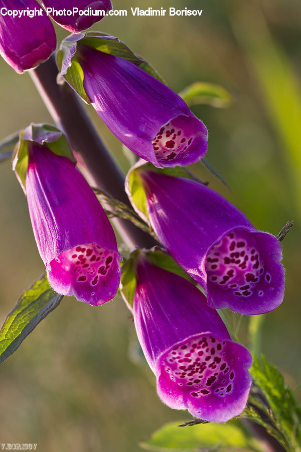 Flora, Flower, Foxglove, Plant, Blossom