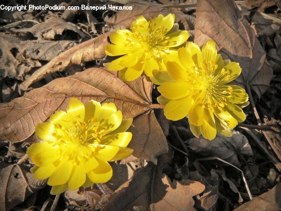Blossom, Daffodil, Flora, Flower, Plant, Potted Plant, Flower Arrangement