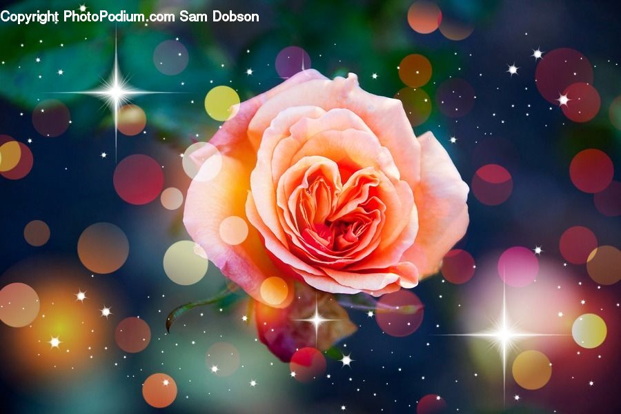 Blossom, Flower, Plant, Rose, Flora, Flower Arrangement, Flower Bouquet