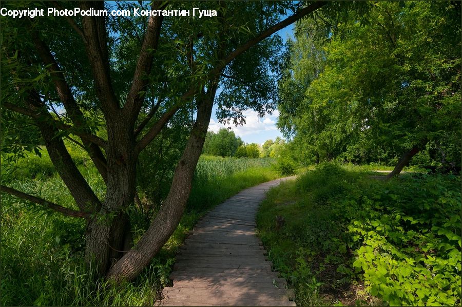 Path, Road, Walkway, Dirt Road, Gravel, Forest, Vegetation