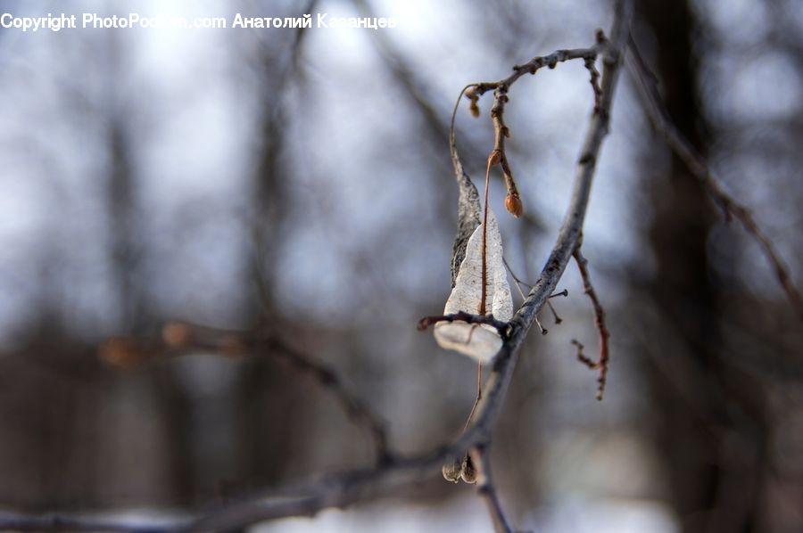 Birch, Tree, Wood, Ice, Icicle, Snow, Winter