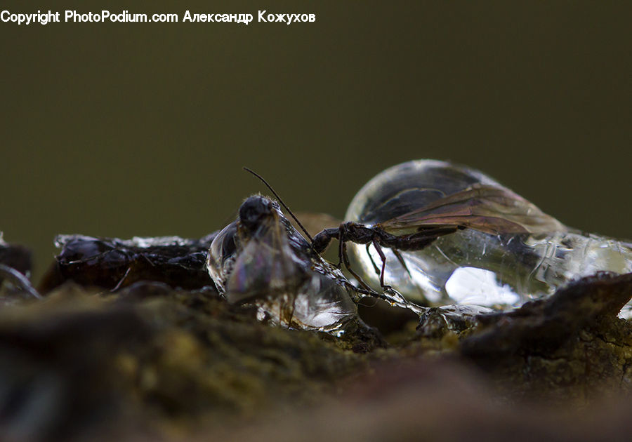 Bee, Insect, Invertebrate, Asilidae, Andrena, Apidae, Bumblebee