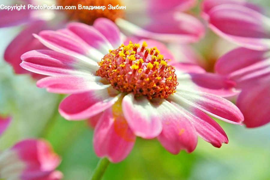 Blossom, Flora, Flower, Plant, Pollen, Dahlia, Petal