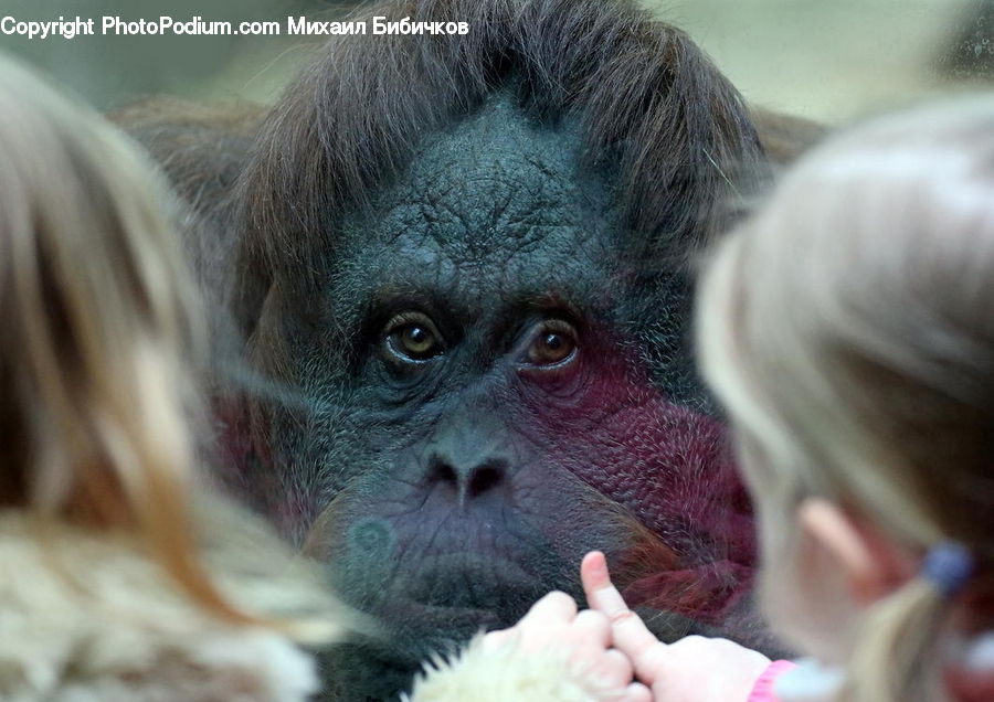 Animal, Mammal, Monkey, Face