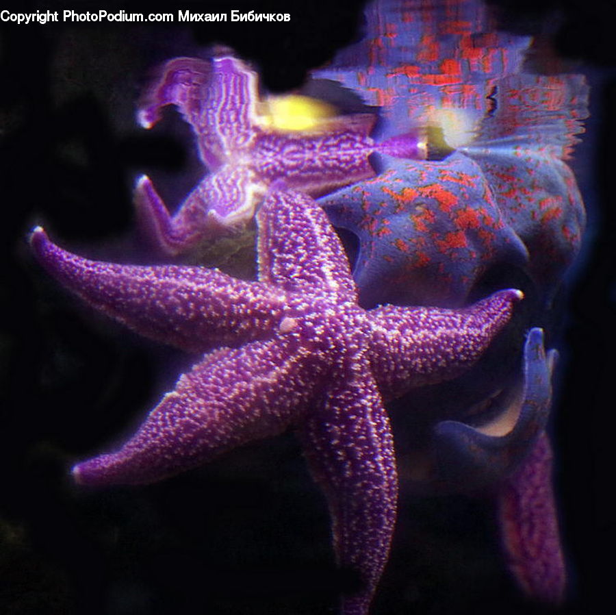 People, Person, Human, Invertebrate, Sea Life, Starfish, Coral Reef