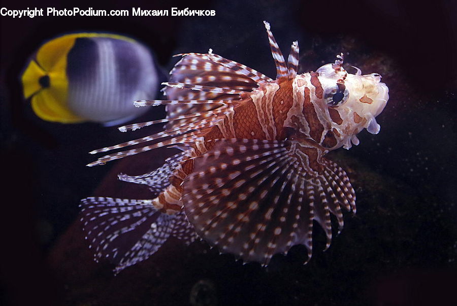 Fish, Sea Life, Arachnid, Garden Spider, Insect, Invertebrate, Spider