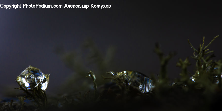 Arachnid, Insect, Invertebrate, Scorpion, Alien, Conifer, Fir