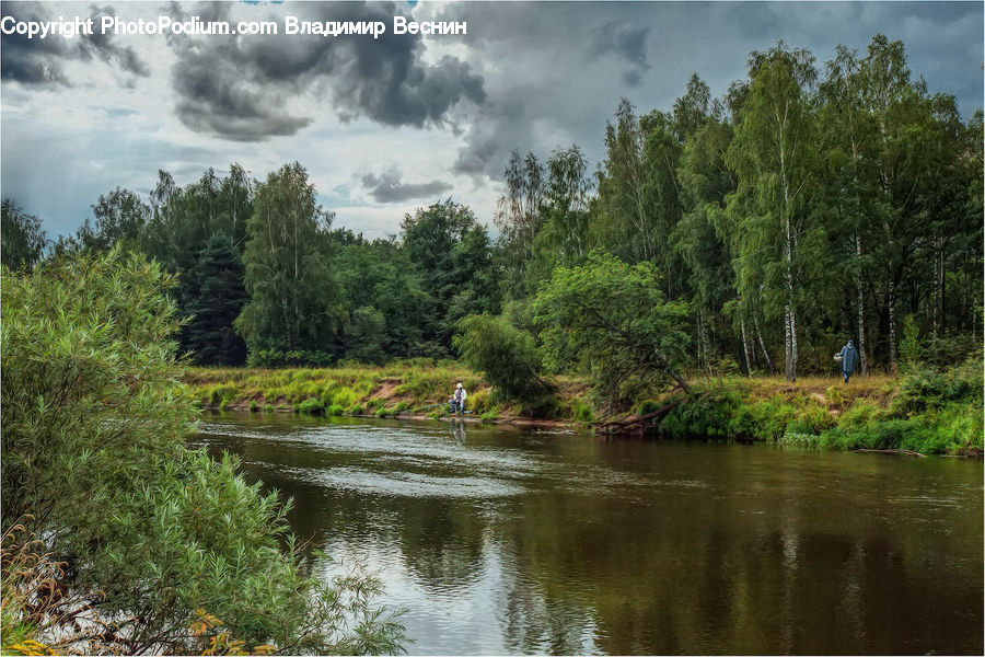 Forest, Vegetation, Outdoors, River, Water, Blossom, Flora