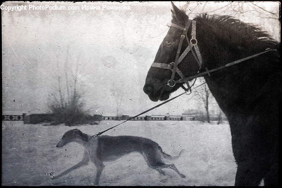 Animal, Horse, Mammal, Outdoors, Sand, Soil
