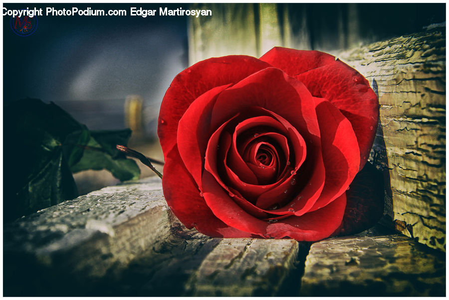 People, Person, Human, Blossom, Flower, Plant, Rose