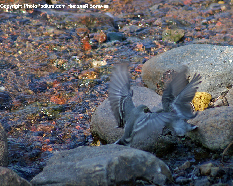 Bird, Booby, Outdoors, Sand, Soil, Rock, Animal
