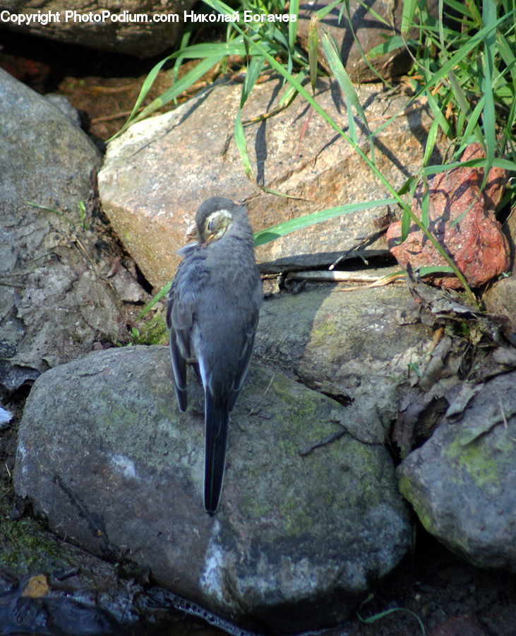 Bird, Booby, Blue Jay, Bluebird, Jay, Soil, Plant