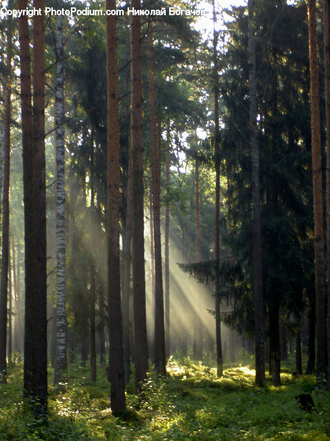 Forest, Vegetation, Fir, Redwood, Tree, Wood, Grove