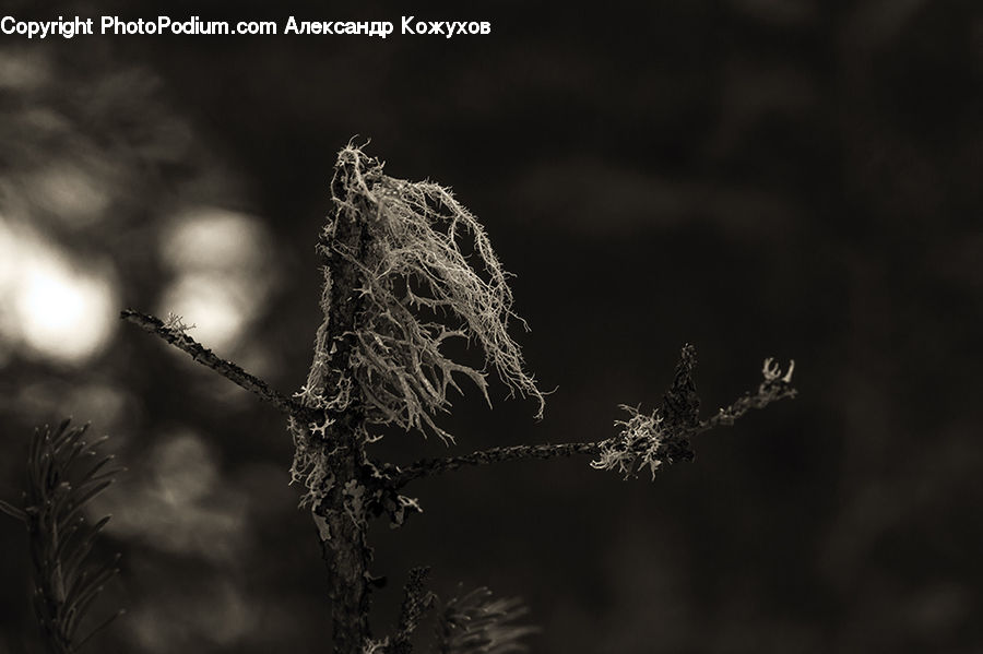 Frost, Ice, Outdoors, Snow, Conifer, Fir, Plant