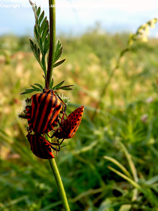 Asteraceae, Blossom, Flora, Flower, Plant, Butterfly, Insect