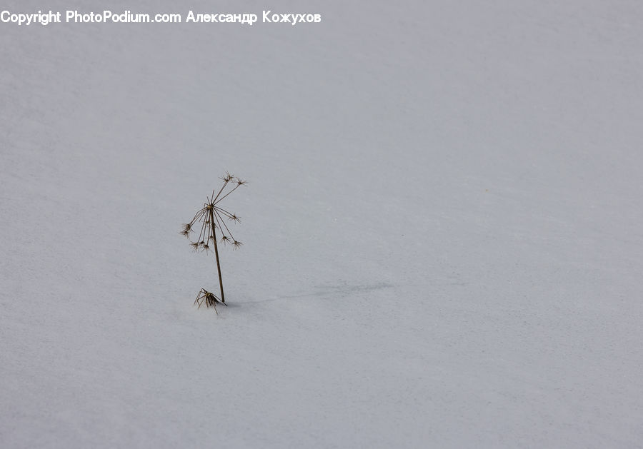 Blizzard, Outdoors, Snow, Weather, Winter, Flower Arrangement, Ikebana