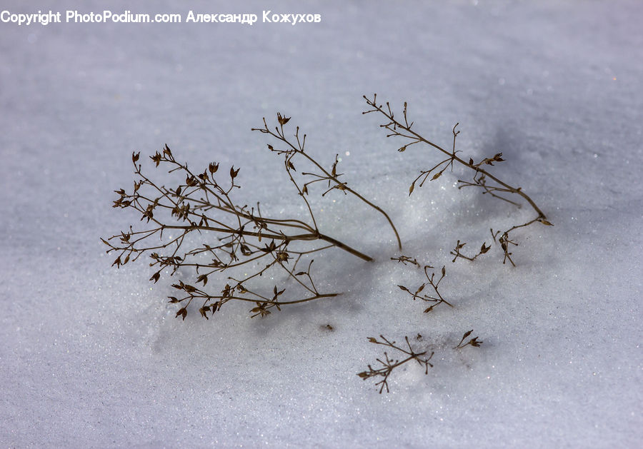 Bush, Plant, Vegetation, Blossom, Flora, Flower