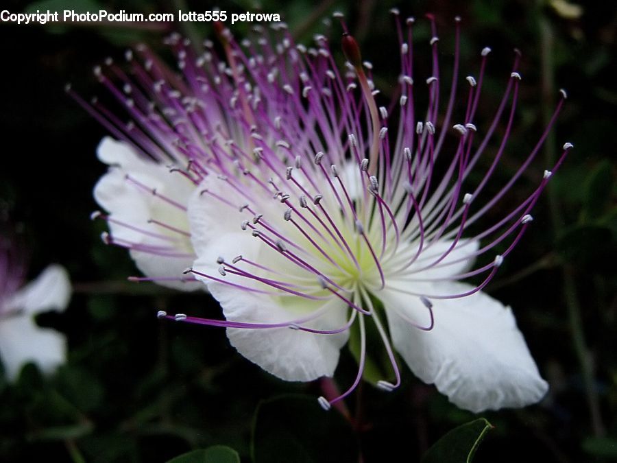 Blossom, Flora, Flower, Plant, Geranium, Asteraceae, Crocus