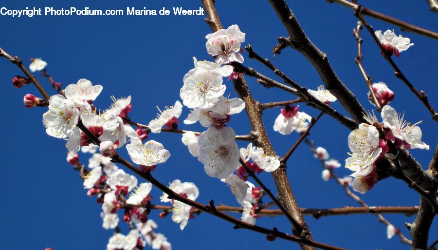 Blossom, Flora, Flower, Plant, Cherry Blossom