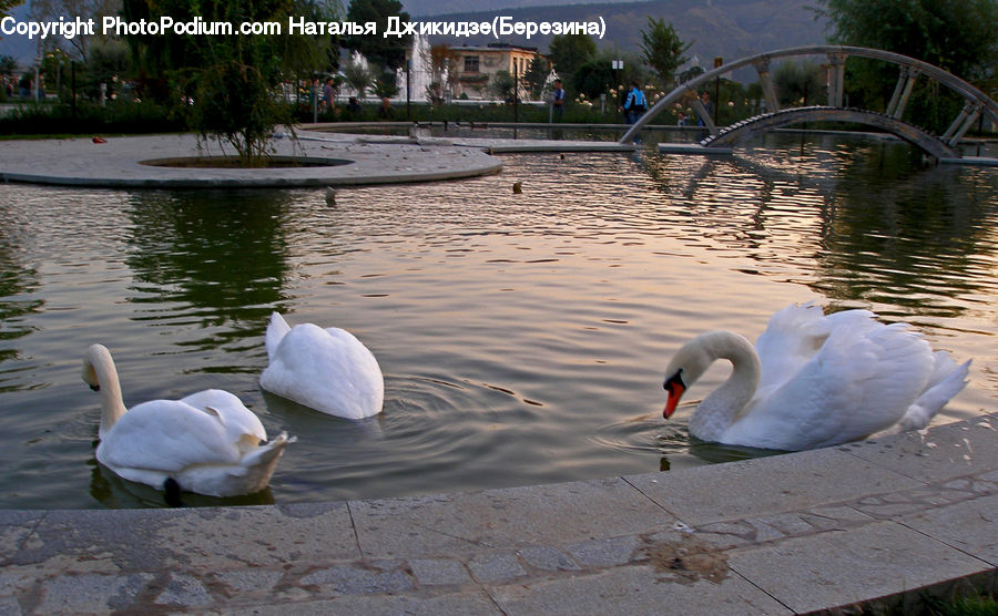 Bird, Swan, Waterfowl, Fountain, Water, Goose, Flood