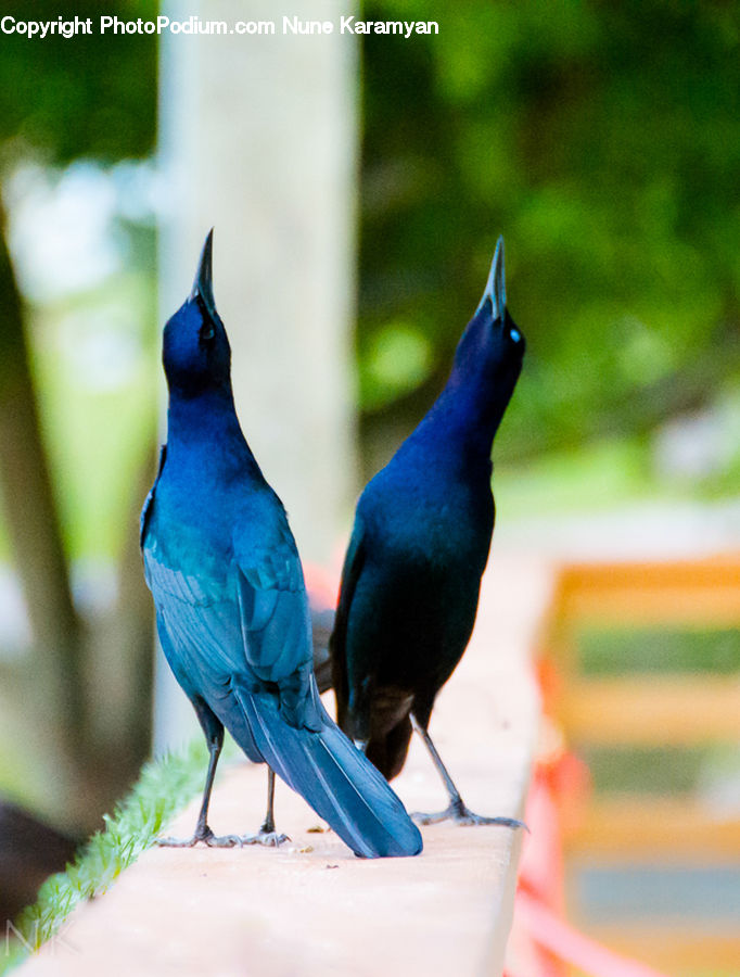 Bird, Blue Jay, Bluebird, Jay, Blackbird, Crow, Bee Eater