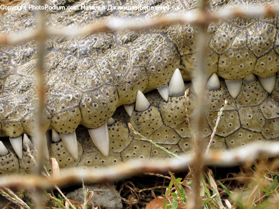 Alligator, Crocodile, Reptile, Agaric, Amanita, Fungus, Mushroom