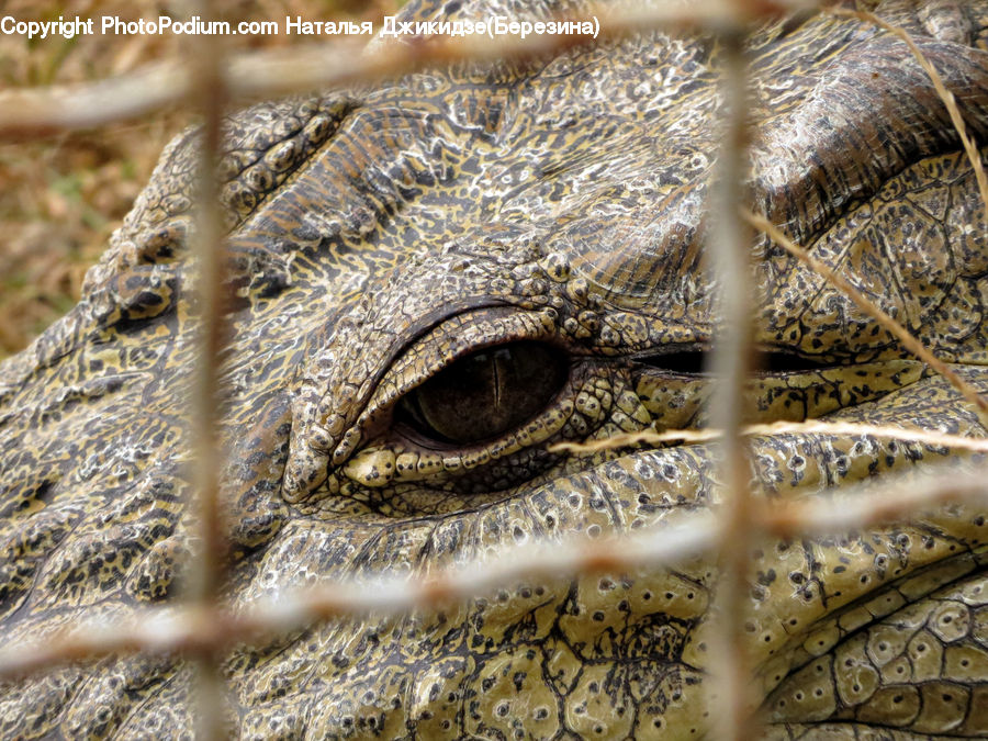 Alligator, Crocodile, Reptile, Animal, Boar, Hog, Mammal