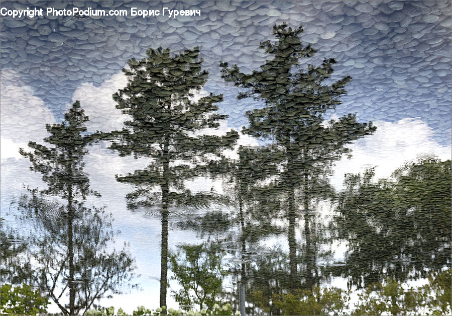 Conifer, Fir, Spruce, Wood, Plant, Tree, Forest