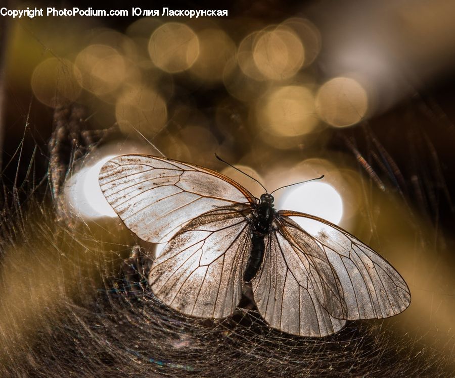 Butterfly, Insect, Invertebrate, Blossom, Flora, Flower, Plant