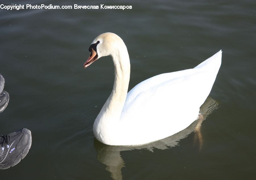 Bird, Swan, Waterfowl, Beak, Goose, Running Shoe, Shoe