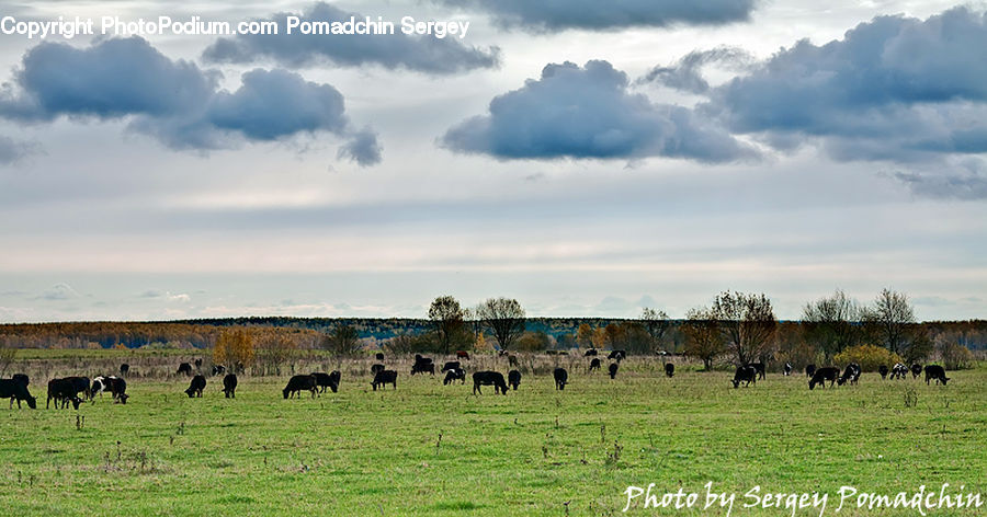 Field, Grass, Grassland, Land, Outdoors, Countryside, Meadow