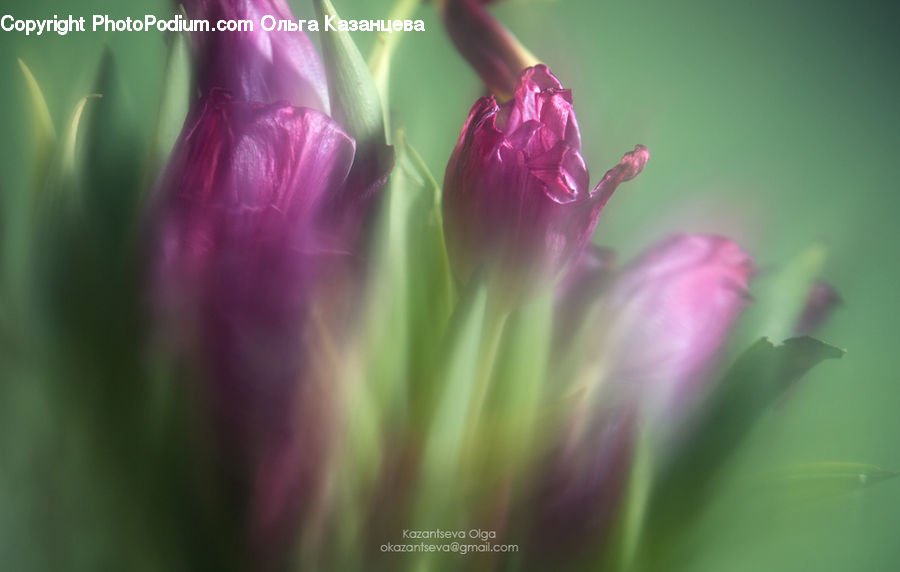 Blossom, Flora, Flower, Geranium, Plant, Crocus, Tulip