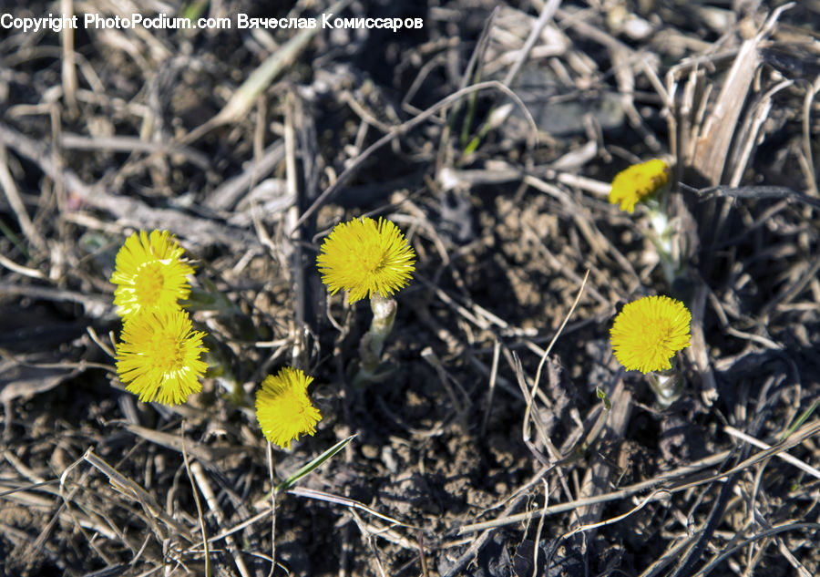 Dandelion, Flower, Plant, Asteraceae, Blossom, Flora, Pavement